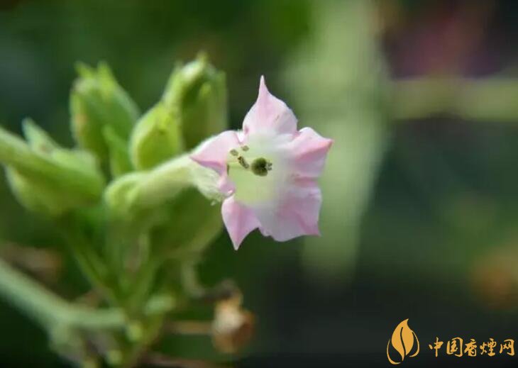 煙草花花語是什么，煙草花什么時候開花