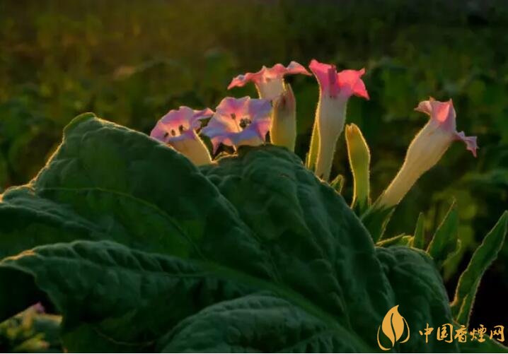 煙草花花語是什么，煙草花什么時候開花