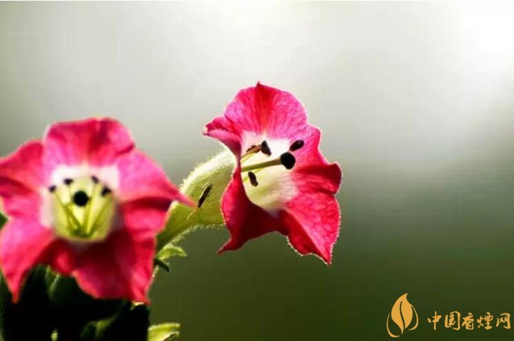 煙草花花語是什么，煙草花什么時候開花