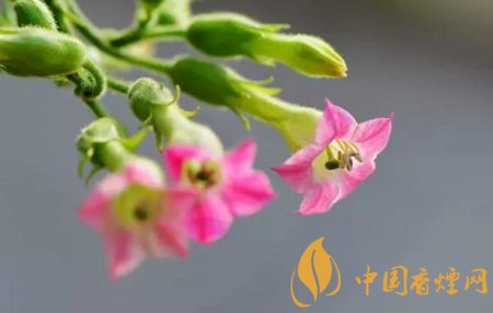 煙草花圖片及花語(yǔ) 煙葉樹(shù)也能開(kāi)出美麗的花